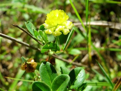 Feld-Klee (Trifolium campestre) in der Schwetzinger Hardt - an der Bahnstrecke Mannheim-Karlsruhe findet sich ein kleines Sandmagerrasen-Biotop mit typischer Binnendünen-Vegetation