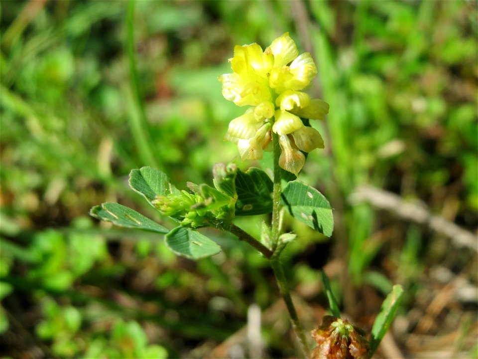 Feld-Klee (Trifolium campestre) in der Schwetzinger Hardt - an der Bahnstrecke Mannheim-Karlsruhe findet sich ein kleines Sandmagerrasen-Biotop mit typischer Binnendünen-Vegetation