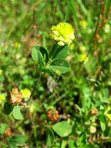 Feld-Klee (Trifolium campestre) in der Schwetzinger Hardt - an der Bahnstrecke Mannheim-Karlsruhe findet sich ein kleines Sandmagerrasen-Biotop mit typischer Binnendünen-Vegetation