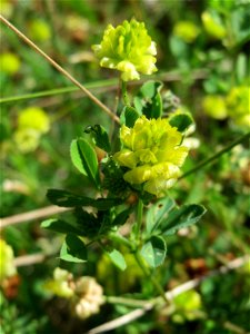 Feld-Klee (Trifolium campestre) in den Horststückern im Landschaftsschutzgebiet „Hockenheimer Rheinbogen“