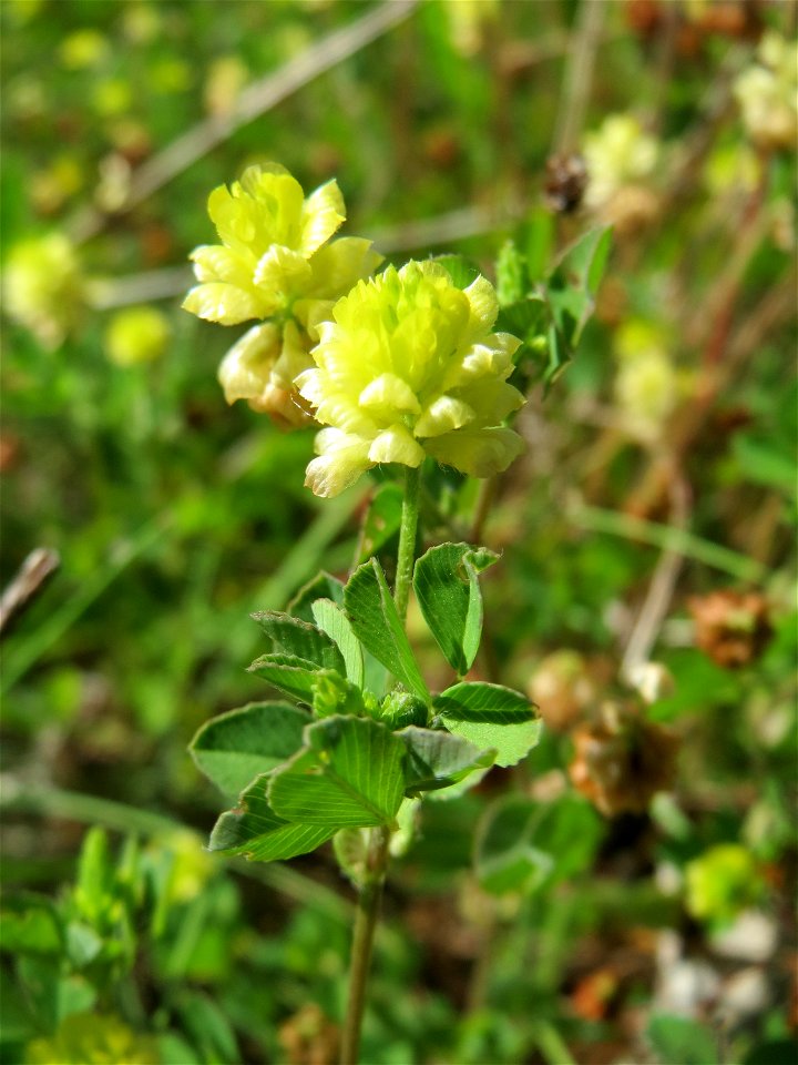 Feld-Klee (Trifolium campestre) in den Horststückern im Landschaftsschutzgebiet „Hockenheimer Rheinbogen“