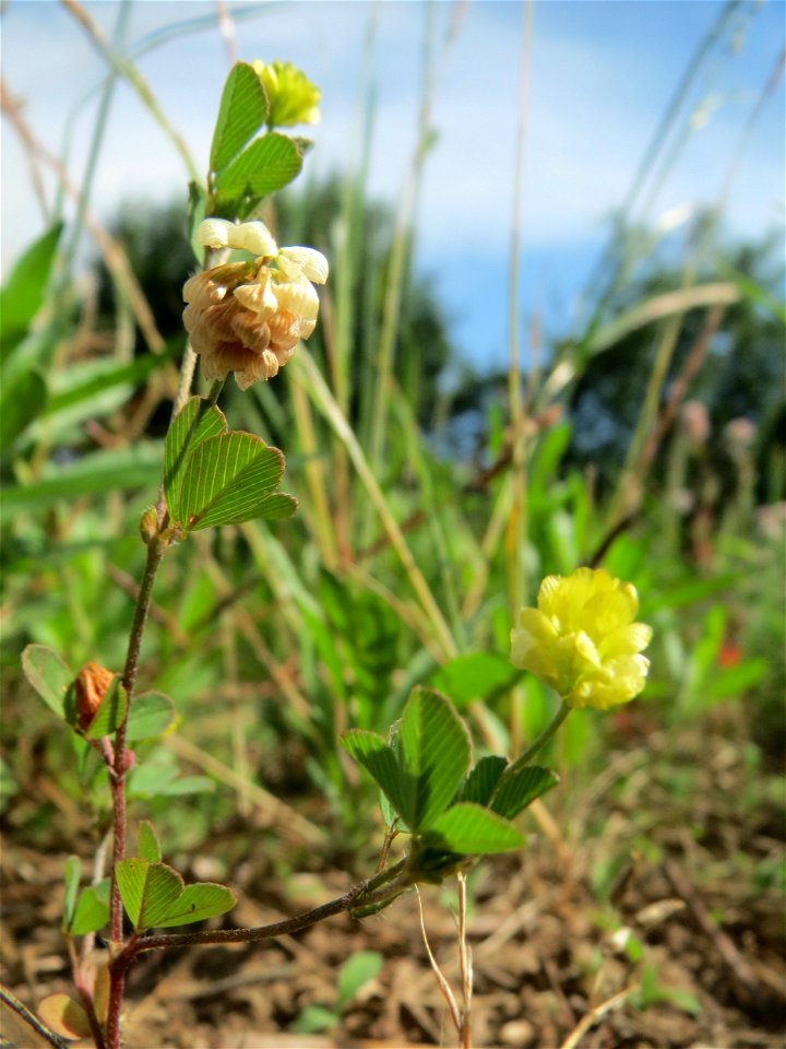 Feld-Klee (Trifolium campestre) auf einer Wiese zum Schutz der Haubenlerche beim Dänischen Lager bei Hockenheim