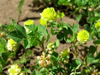 Ritzenbotanik: Feld-Klee (Trifolium campestre) in Sankt Arnual