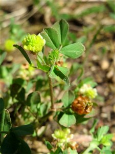 Ritzenbotanik: Feld-Klee (Trifolium campestre) in Sankt Arnual