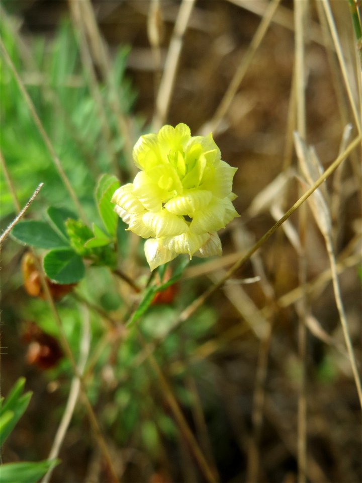 Feld-Klee (Trifolium campestre) in Kirschheck/Heinrichshaus