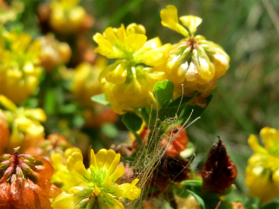 Feld-Klee (Trifolium campestre) auf einer Reptilien- und Insekten-Schutzfläche bei Oftersheim