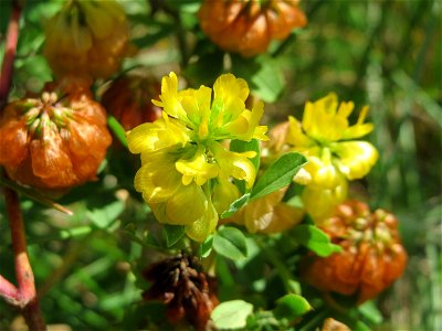 Feld-Klee (Trifolium campestre) auf einer Reptilien- und Insekten-Schutzfläche bei Oftersheim