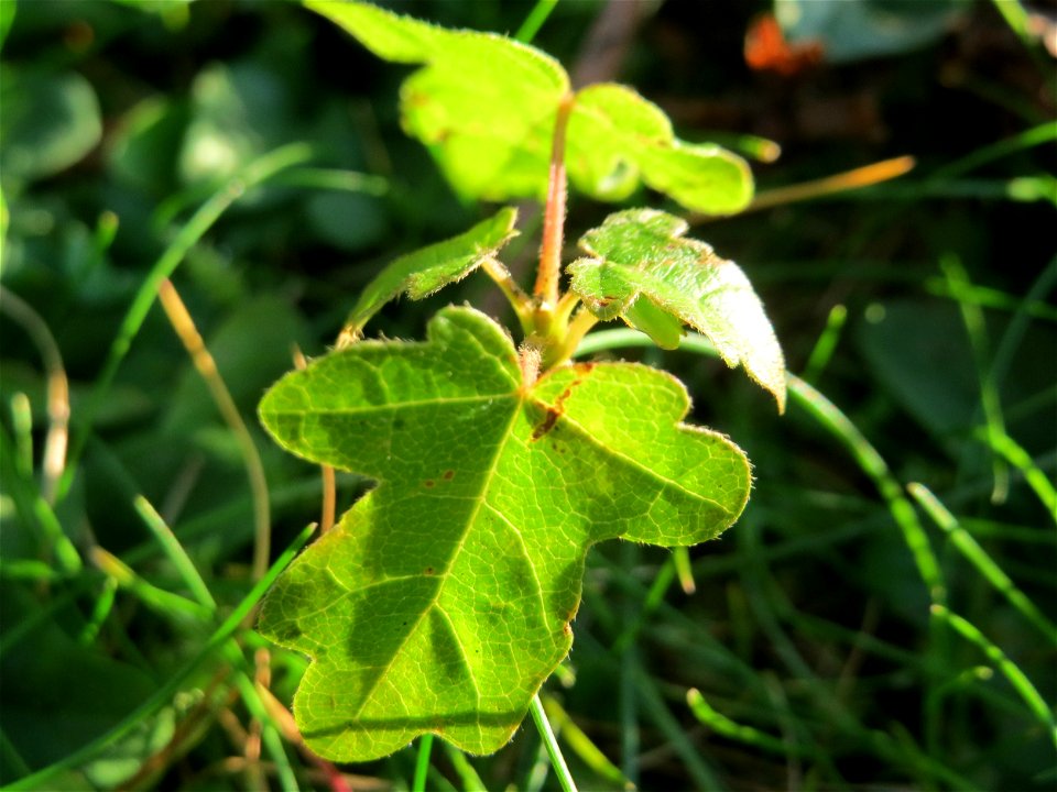 Sprössling vom Feldahorn (Acer campestre) in Hockenheim