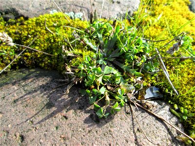 Feld-Klee (Trifolium campestre) an der A620 in Alt-Saarbrücken