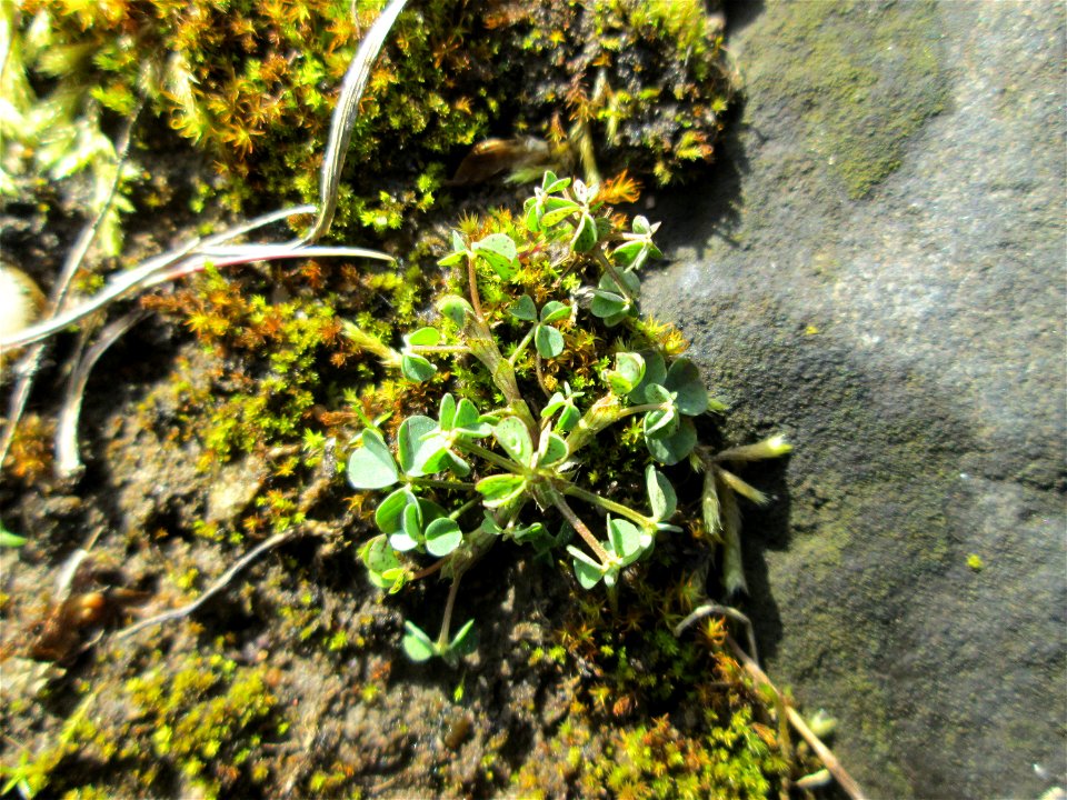 Feld-Klee (Trifolium campestre) an der A620 in Alt-Saarbrücken