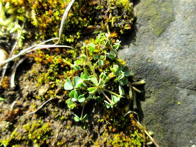 Feld-Klee (Trifolium campestre) an der A620 in Alt-Saarbrücken