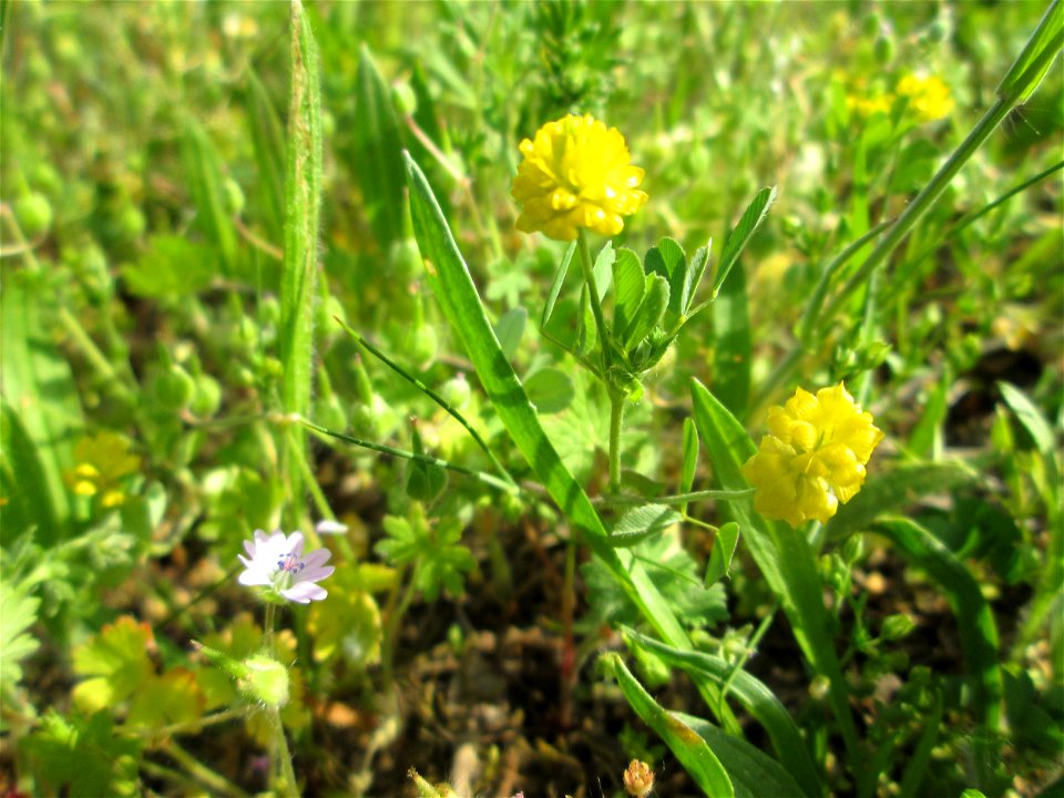 Feld-Klee (Trifolium campestre) auf einer Streuobstwiese in Hockenheim