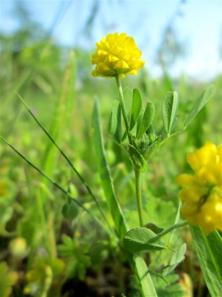 Feld-Klee (Trifolium campestre) auf einer Streuobstwiese in Hockenheim
