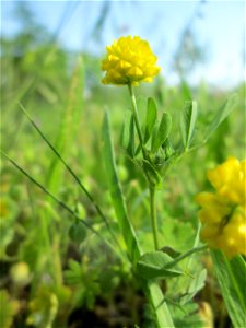 Feld-Klee (Trifolium campestre) auf einer Streuobstwiese in Hockenheim