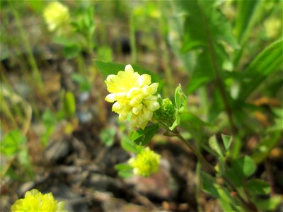 Feld-Klee (Trifolium campestre) am Bahnhof Bruchmühlbach-Miesau