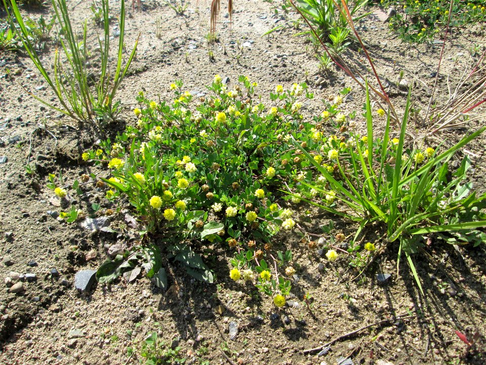 Feld-Klee (Trifolium campestre) auf einem Sandplatz in Hockenheim