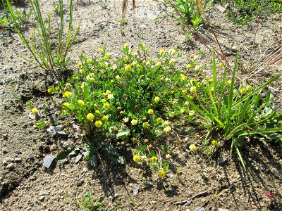 Feld-Klee (Trifolium campestre) auf einem Sandplatz in Hockenheim