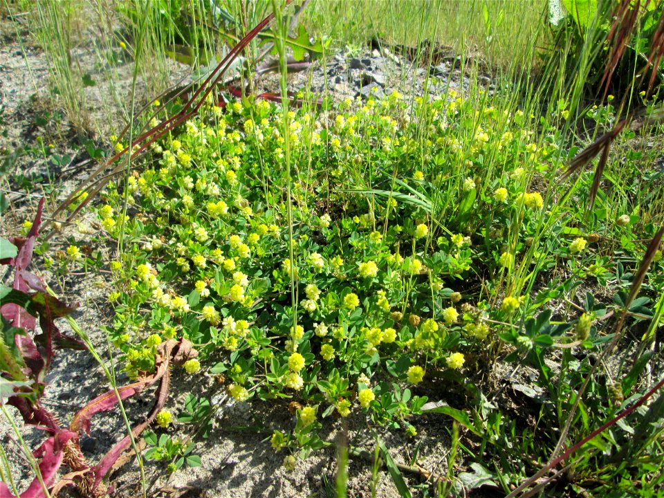 Feld-Klee (Trifolium campestre) auf einem Sandplatz in Hockenheim
