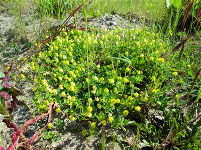Feld-Klee (Trifolium campestre) auf einem Sandplatz in Hockenheim
