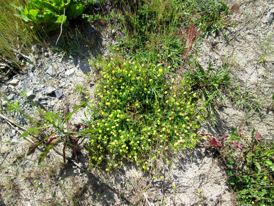 Feld-Klee (Trifolium campestre) auf einem Sandplatz in Hockenheim