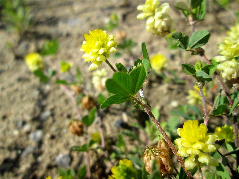 Feld-Klee (Trifolium campestre) auf einem Sandplatz in Hockenheim