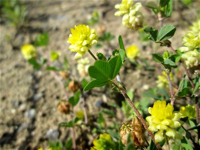 Feld-Klee (Trifolium campestre) auf einem Sandplatz in Hockenheim