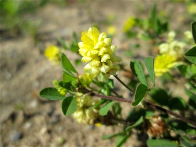 Feld-Klee (Trifolium campestre) auf einem Sandplatz in Hockenheim