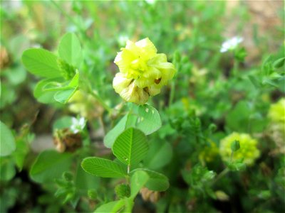 Feld-Klee (Trifolium campestre) in Schwetzingen