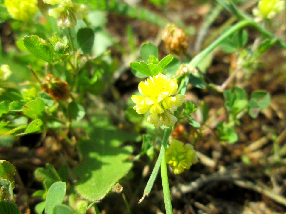 Feld-Klee (Trifolium campestre) an der A 620 in Alt-Saarbrücken