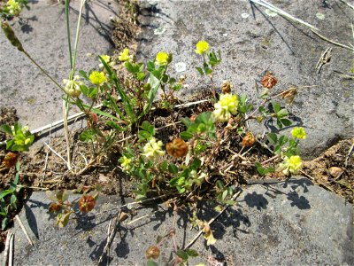 Feld-Klee (Trifolium campestre) an der A 620 in Alt-Saarbrücken