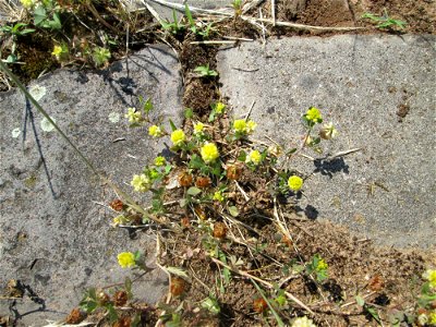 Feld-Klee (Trifolium campestre) an der A 620 in Alt-Saarbrücken
