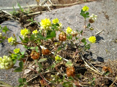 Feld-Klee (Trifolium campestre) an der A 620 in Alt-Saarbrücken