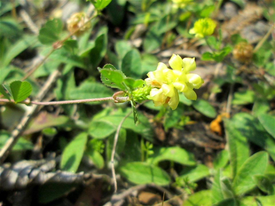 Feld-Klee (Trifolium campestre) am Bahnhof Bruchmühlbach-Miesau