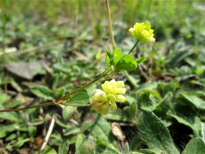 Feld-Klee (Trifolium campestre) am Bahnhof Bruchmühlbach-Miesau