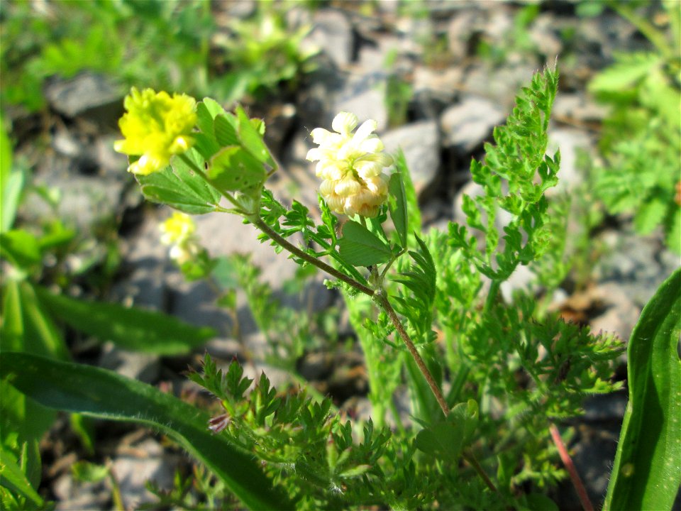 Feld-Klee (Trifolium campestre) am Bahnhof Landstuhl
