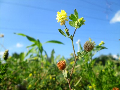 Feld-Klee (Trifolium campestre) am Bahnhof Landstuhl