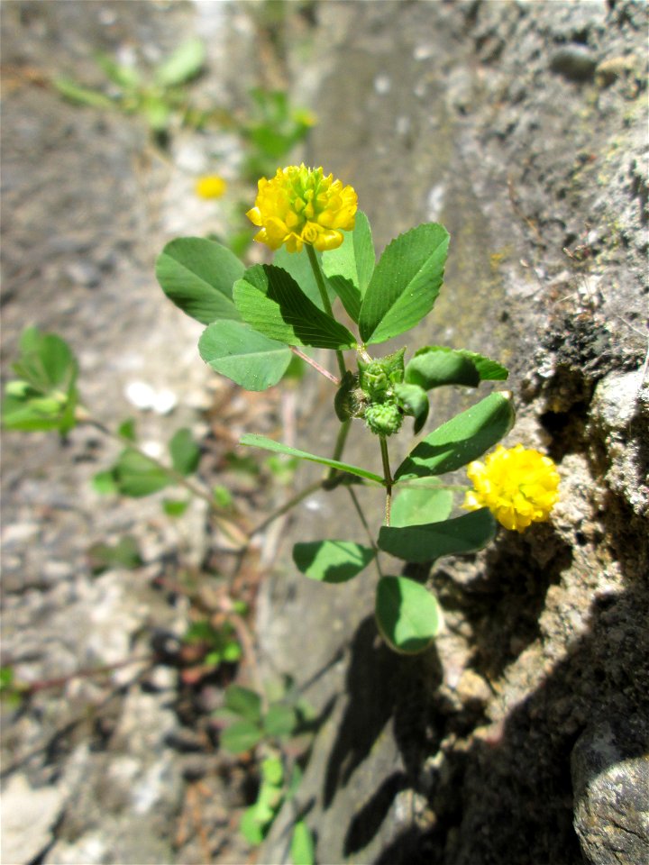Feld-Klee (Trifolium campestre) in Hockenheim