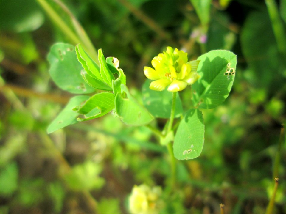 Feld-Klee (Trifolium campestre) am Hochwasserrückhaltebecken im Naturschutzgebiet „Bachwiesen/Leopoldswiesen“ im Hockenheimer Rheinbogen