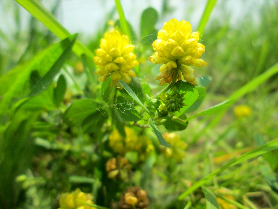 Feld-Klee (Trifolium campestre) auf Steinplatten am Rheinufer im Naturschutzgebiet „Rheinwald Altlußheim“