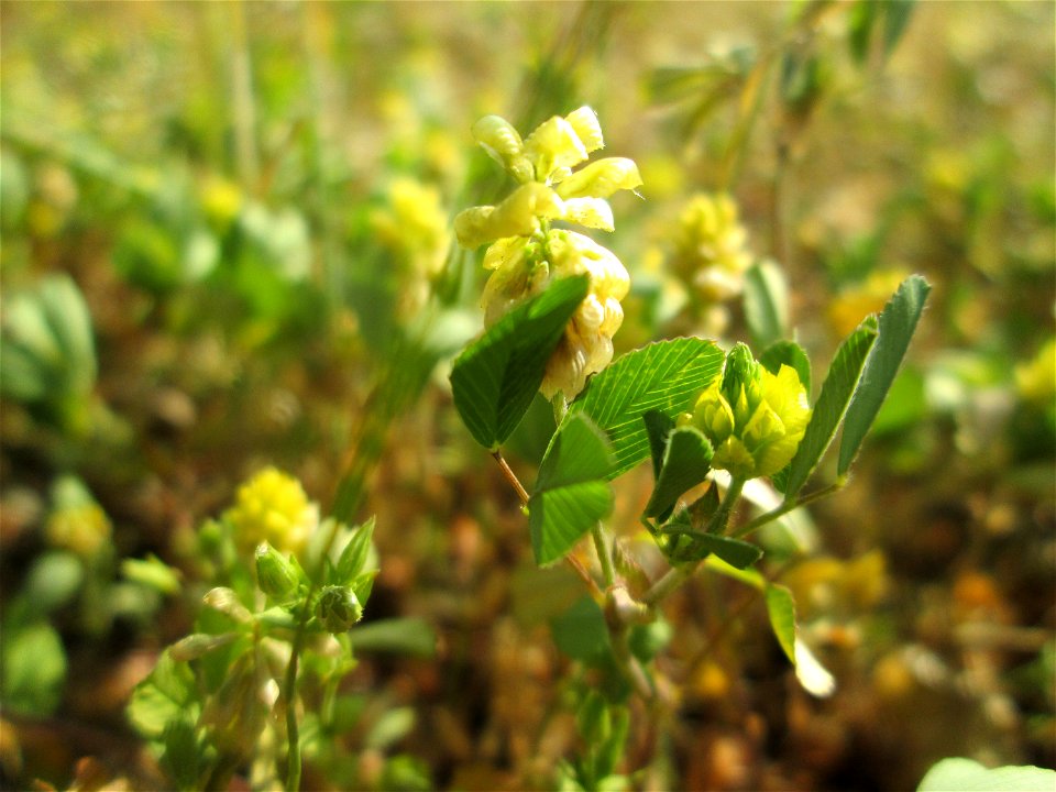 Feld-Klee (Trifolium campestre) auf einem Mittelstreifen einer Straße in Saarbrücken