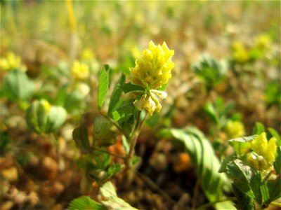 Feld-Klee (Trifolium campestre) auf einem Mittelstreifen einer Straße in Saarbrücken