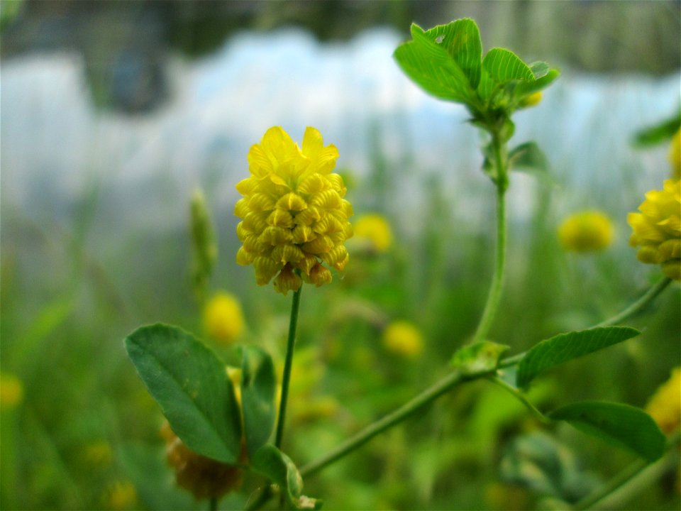 Feld-Klee (Trifolium campestre) an der Saar in Saarbrücken