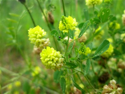 Feld-Klee (Trifolium campestre) im Naturschutzgebiet „St. Arnualer Wiesen“