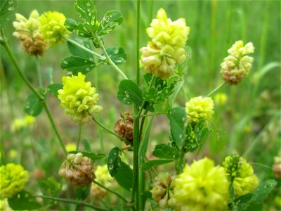 Feld-Klee (Trifolium campestre) im Naturschutzgebiet „St. Arnualer Wiesen“