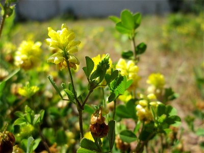 Feld-Klee (Trifolium campestre) auf einer Wiese neben der Dudweilerstraße in Saarbrücken