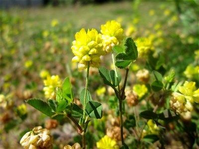 Feld-Klee (Trifolium campestre) auf einer Wiese neben der Dudweilerstraße in Saarbrücken