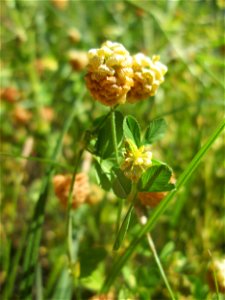 Feld-Klee (Trifolium campestre) an der Saar in Saarbrücken