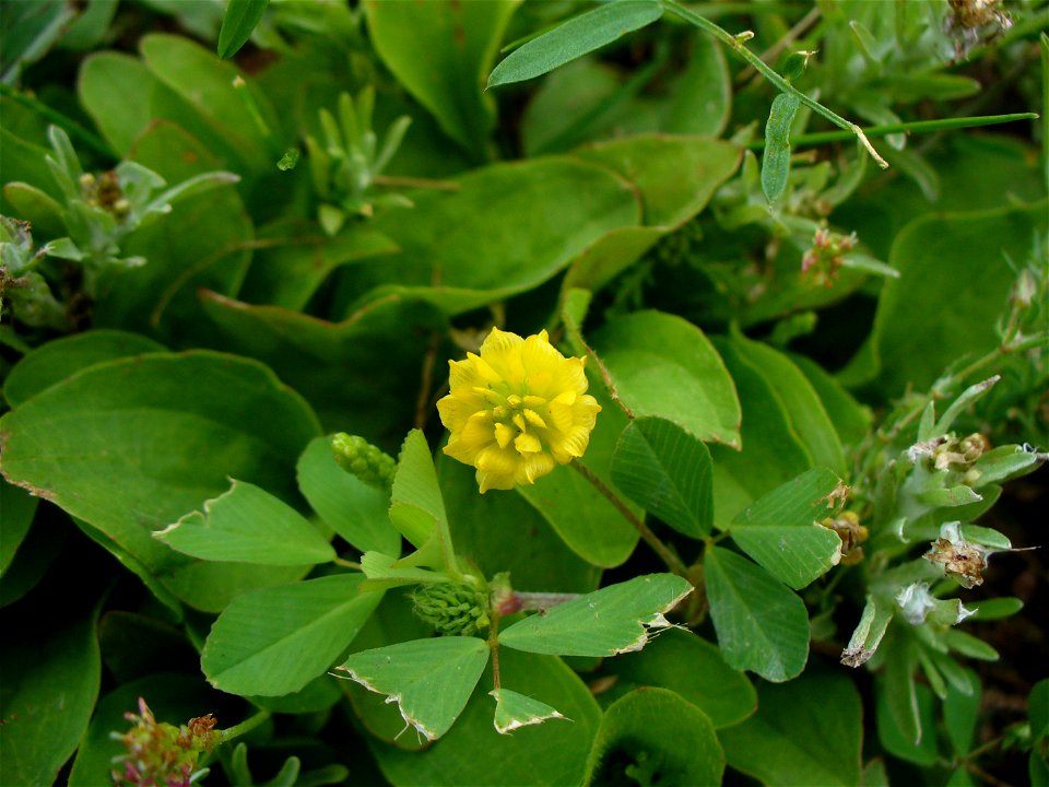 I am the originator of this photo. I hold the copyright. I release it to the public domain. This photo depicts a flower.
