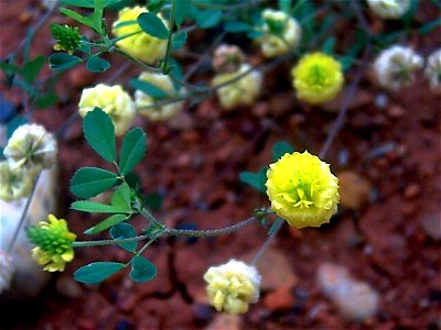 Trifolium campestre flower close up, Dehesa Boyal de Puertollano, Spain