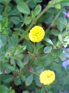 Trifolium campestre close up, Dehesa Boyal de Puertollano, Spain